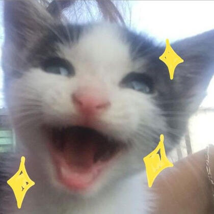 @iluvcats2002 on twitter